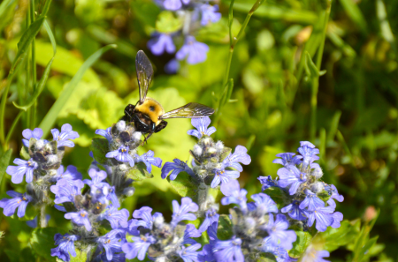 Pots for Pollinators: Webinar 