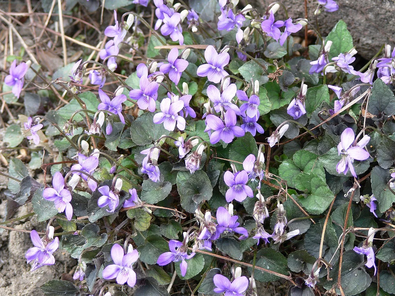 Viola labradorica ~ Labrador Violet / Medium