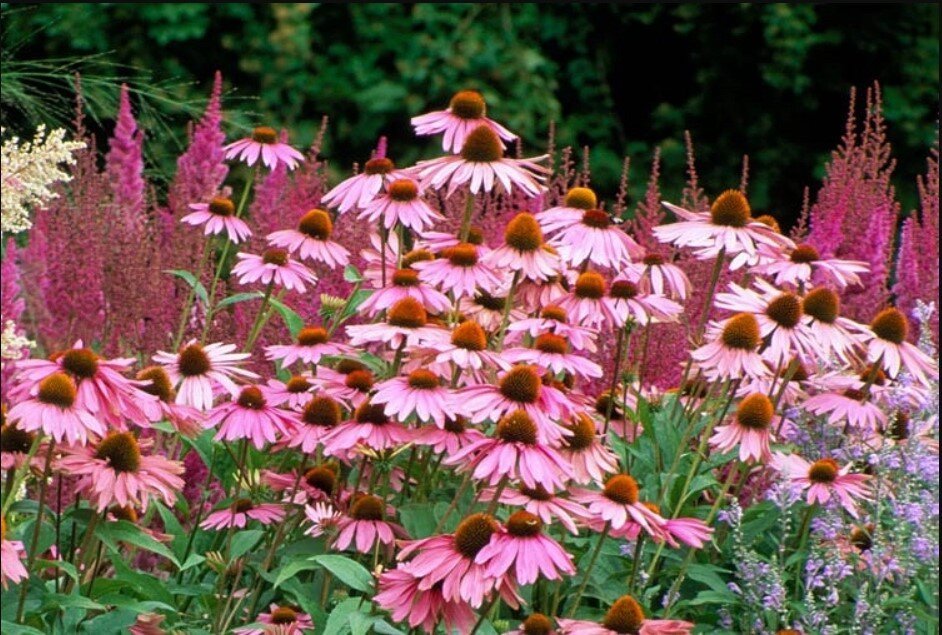 Echinacea+purpurea.jpg