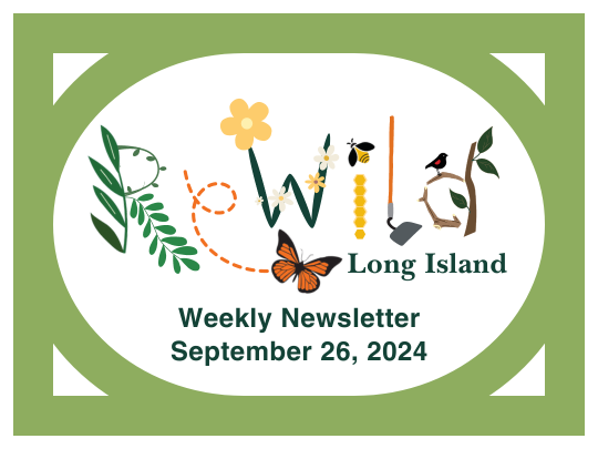 Weekly Newsletter: September 26, 2024