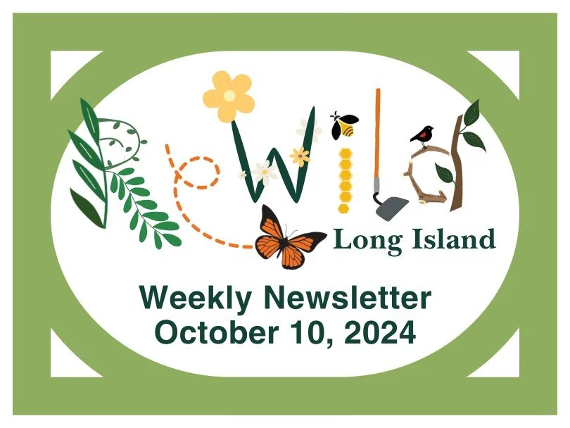 Weekly Newsletter: October 10, 2024