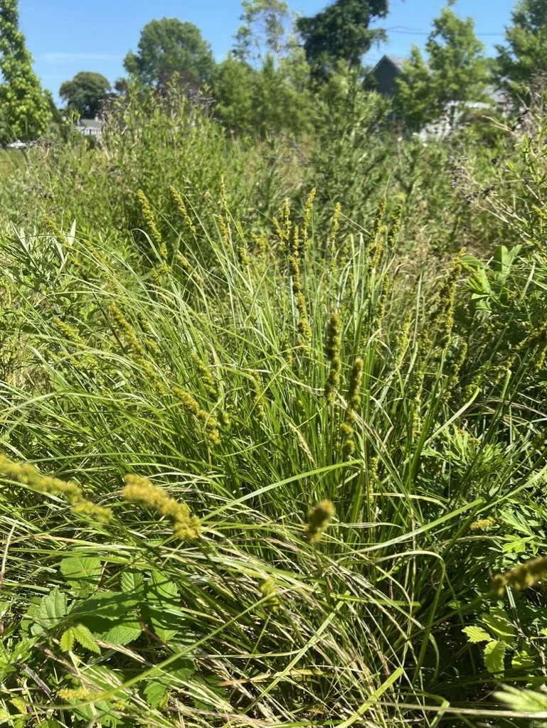 240621-SP24-SRML-SedgesHaveEdges-Carex.jpeg