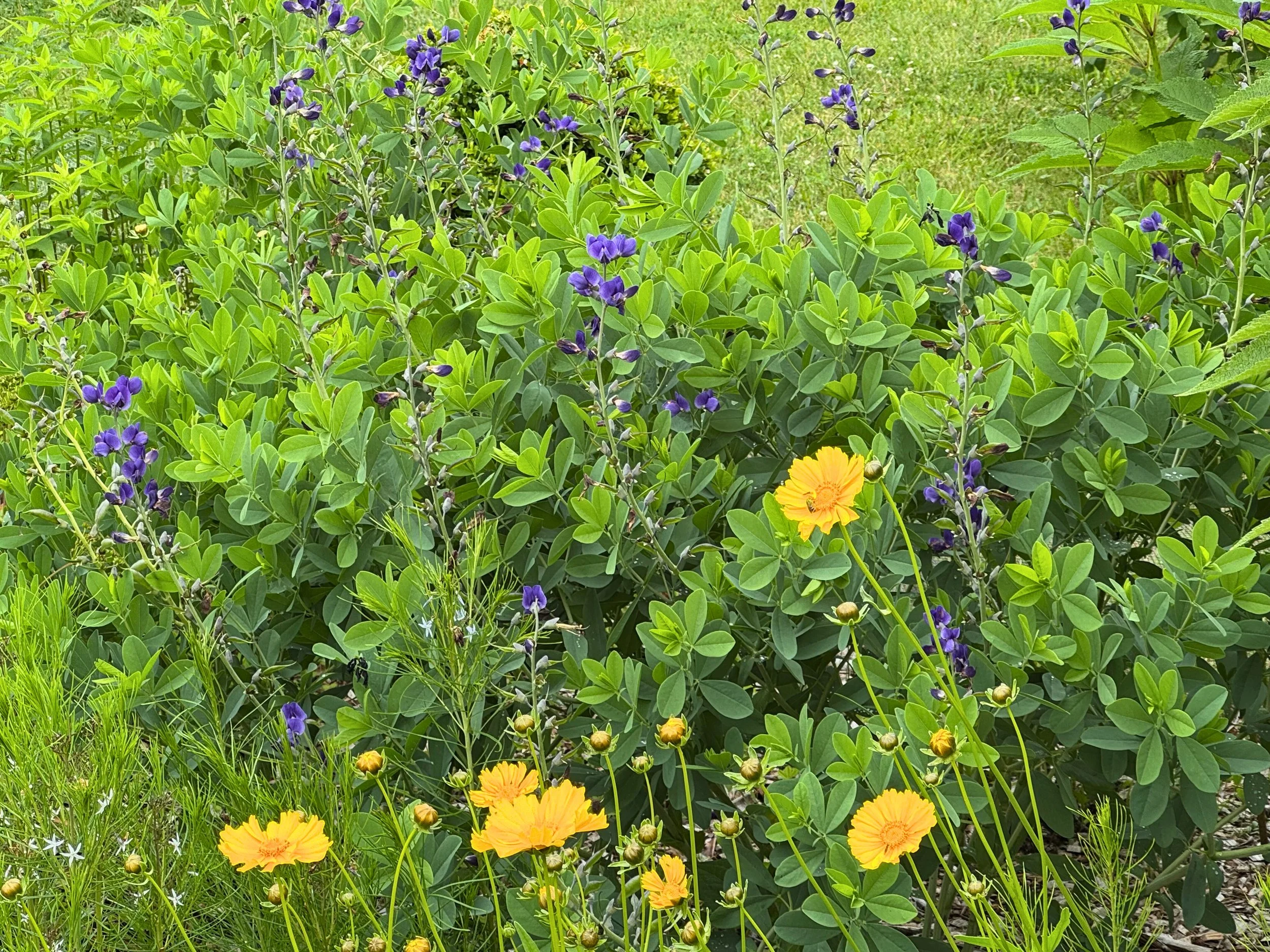Baptisia, Coreopsis, and Amsonia