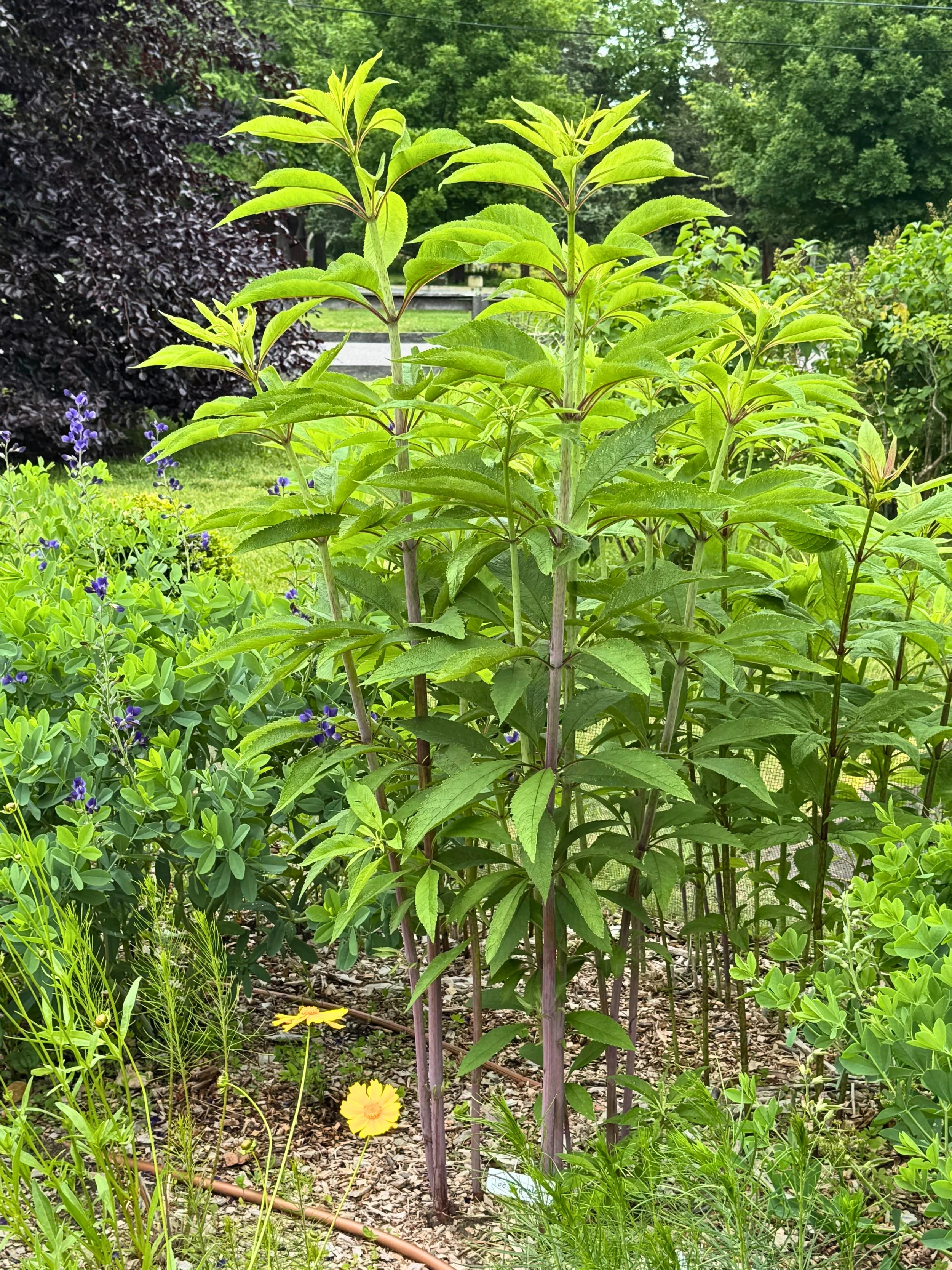 Joe Pye Weed