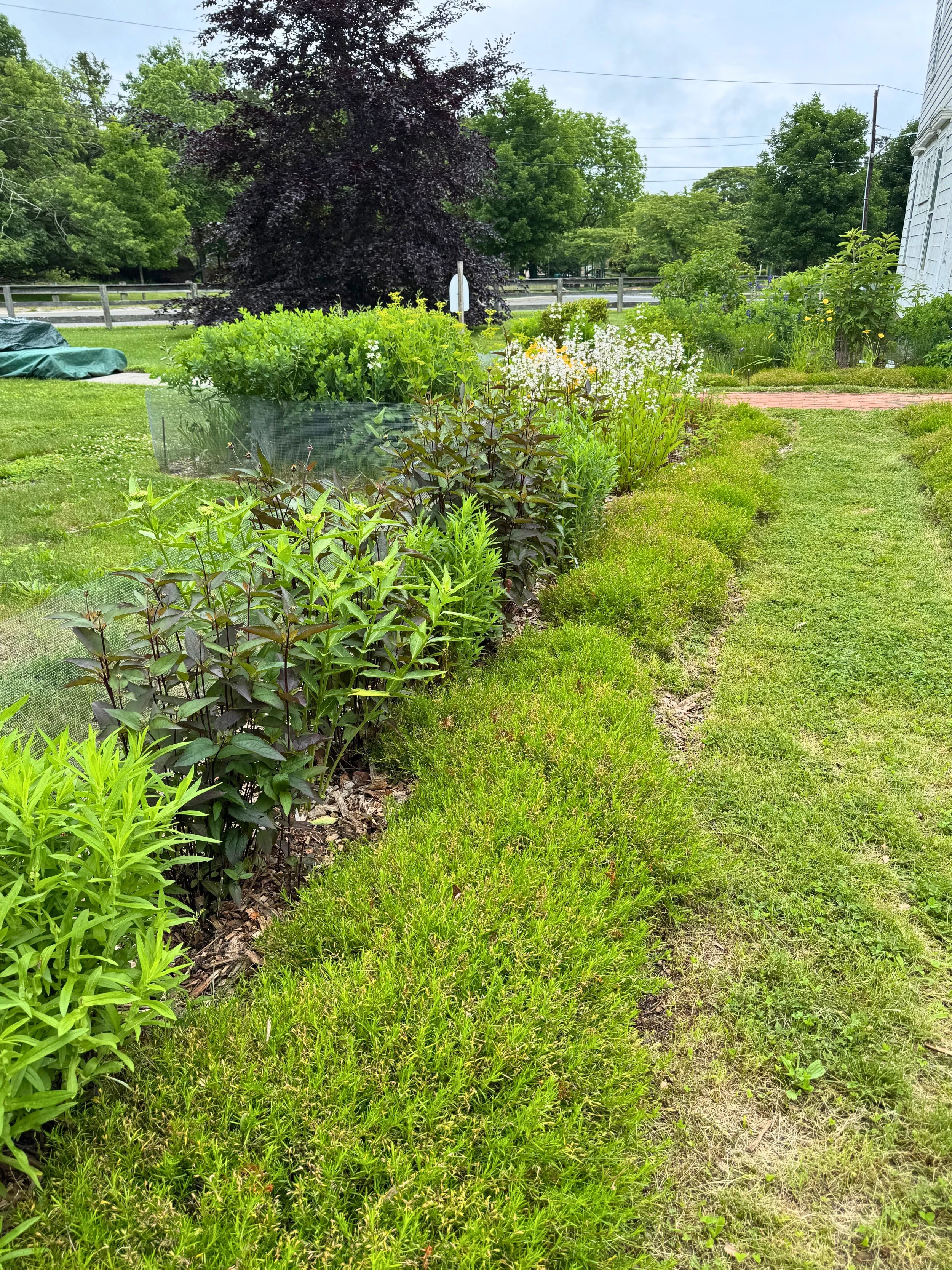 Path with Phlox and Penstemon
