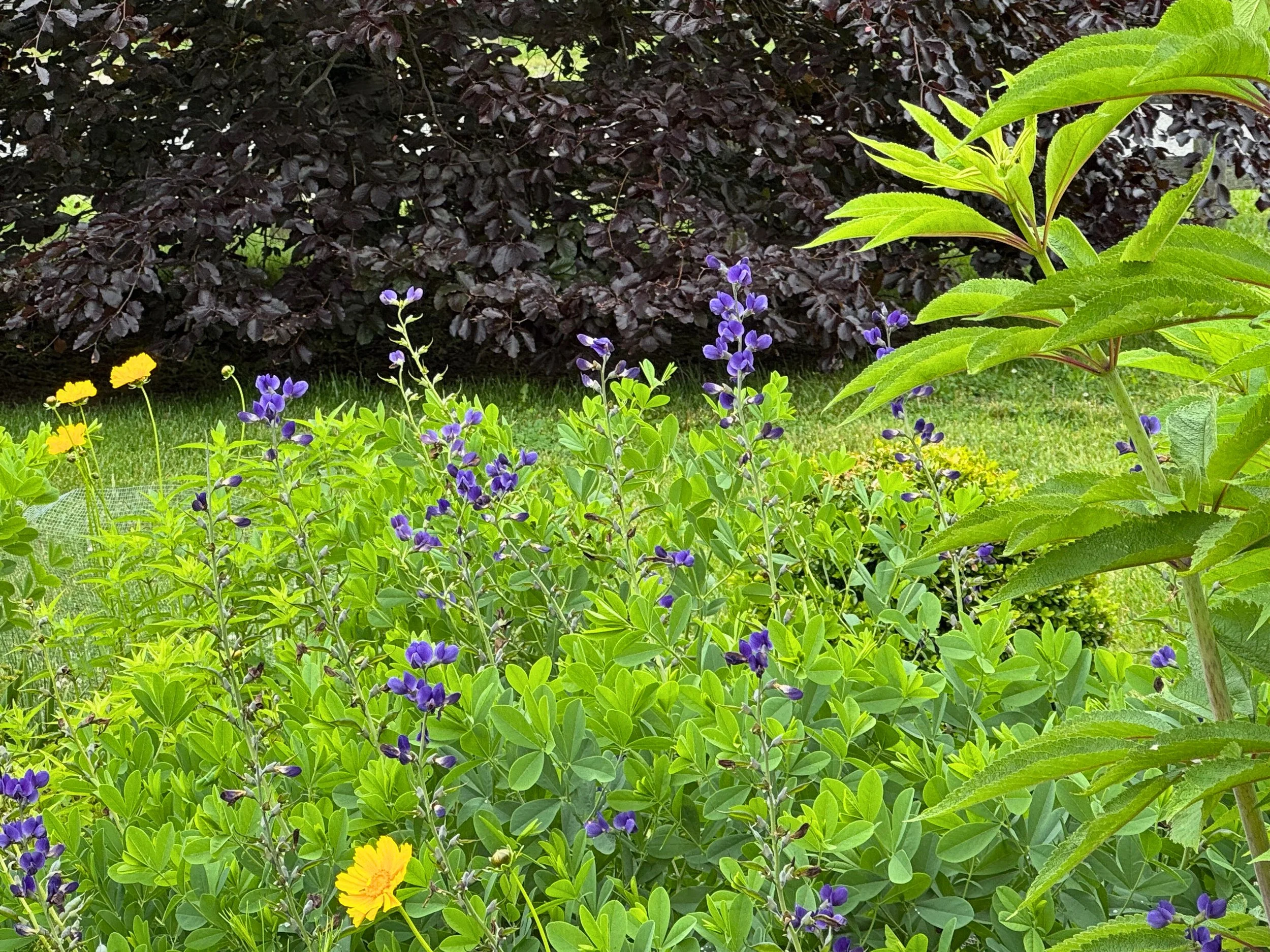 Baptisia and coreopsis