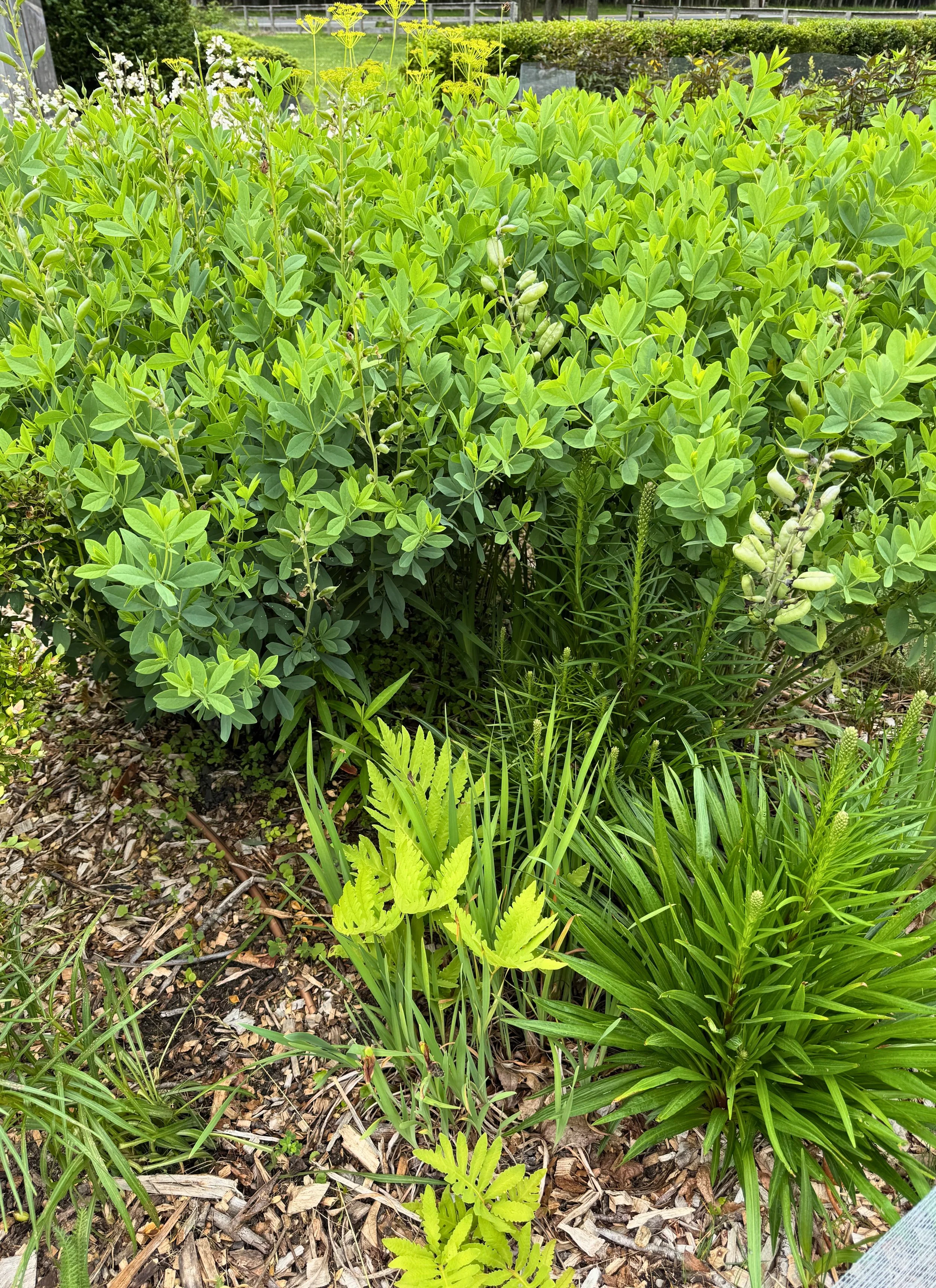 Ferns, Baptisia, golden alexanders, & penstemon