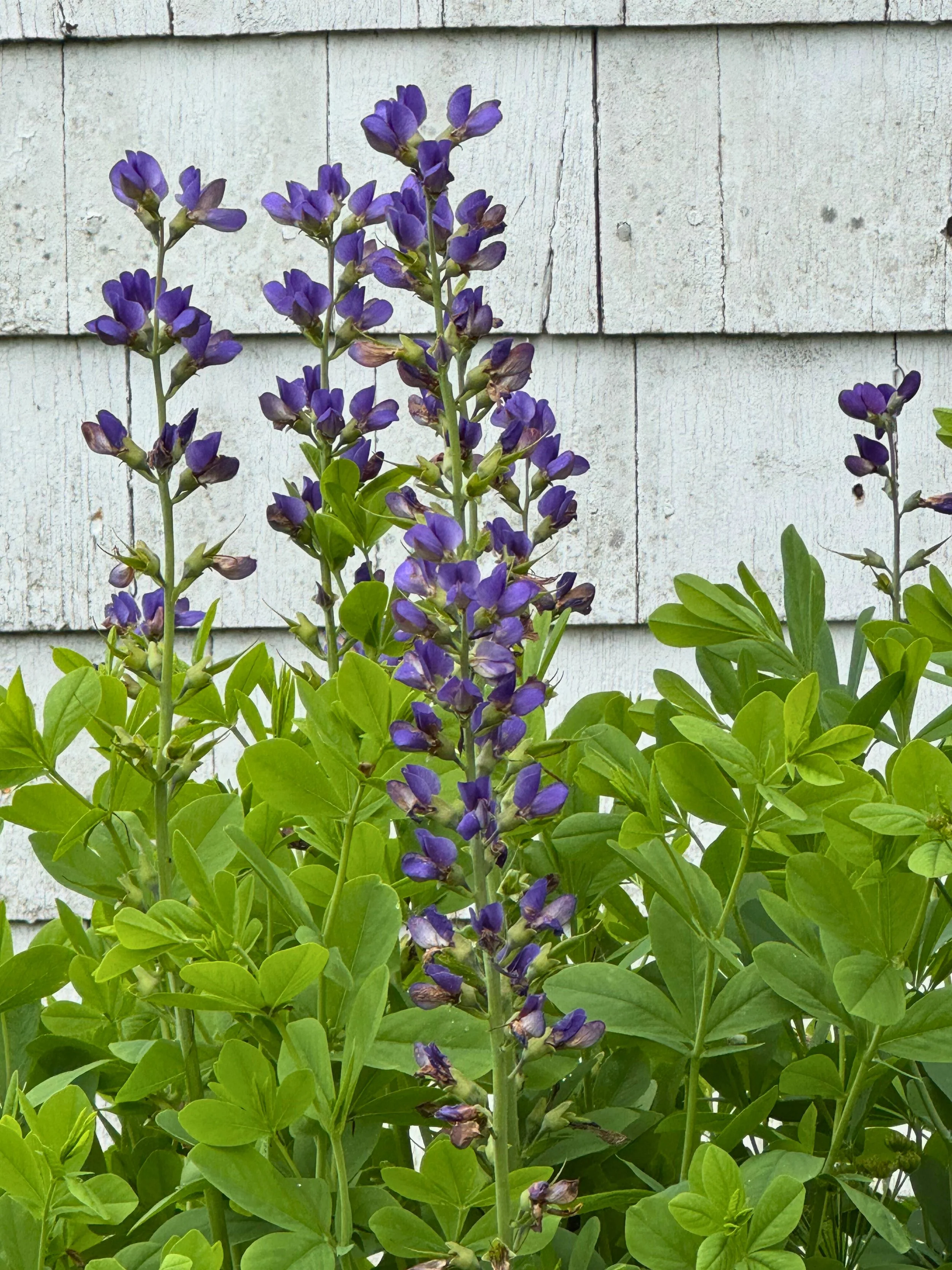 Baptisia flowers