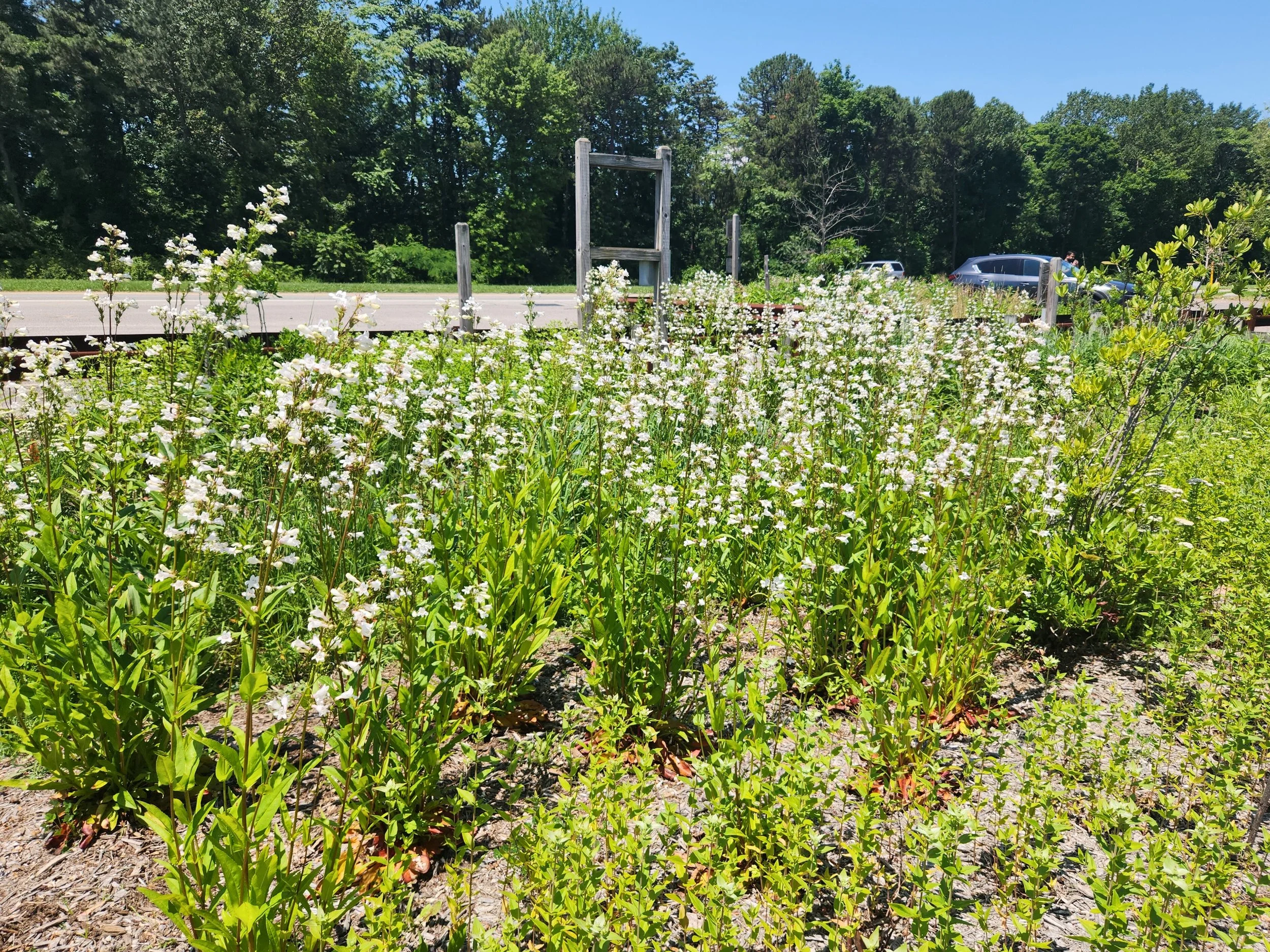 Blooming Penstemon digitalis (foxglove beardtongue)