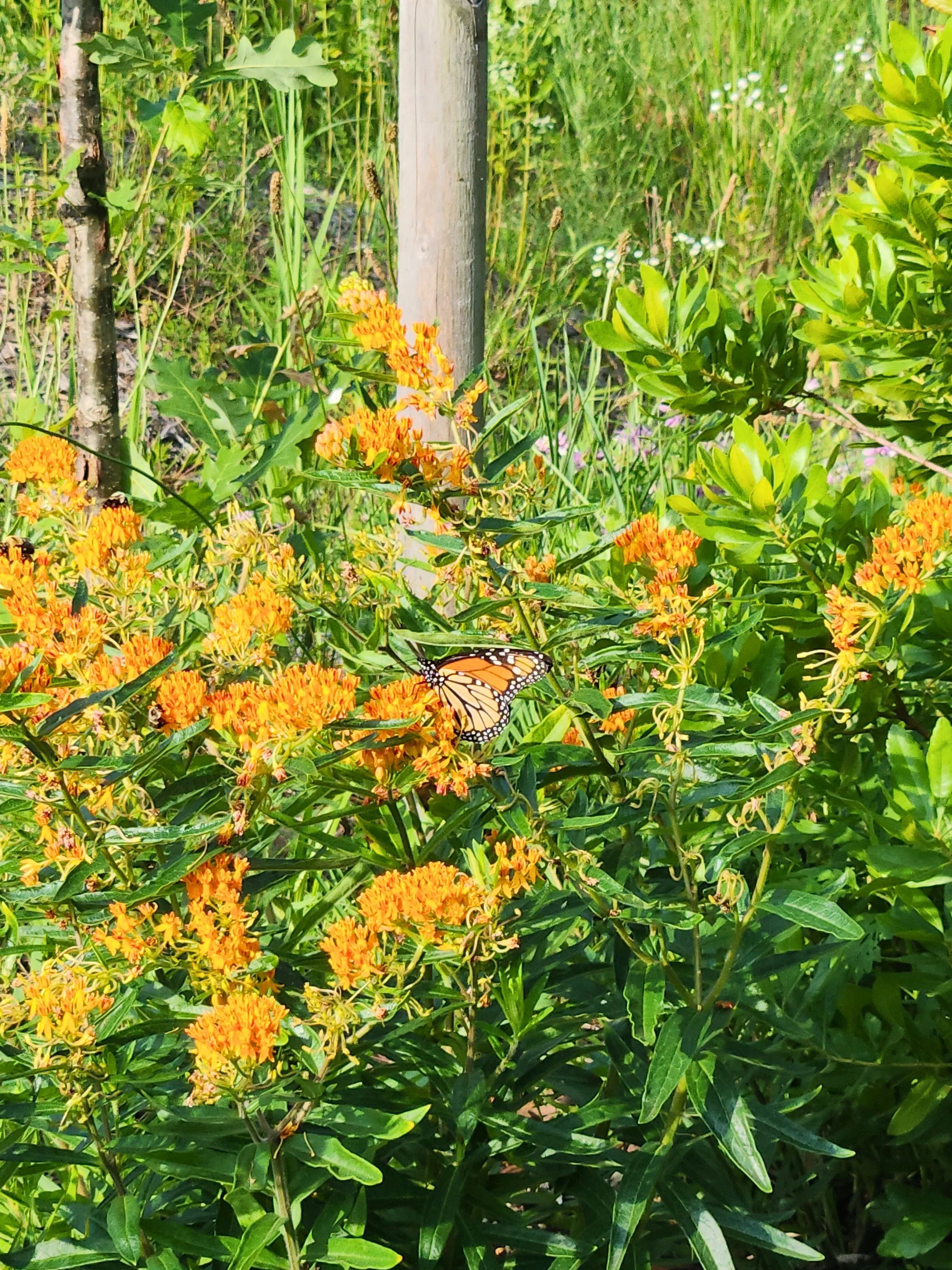 Monarch butterfly on blooming Asclepias tuberosa (butterfly weed)