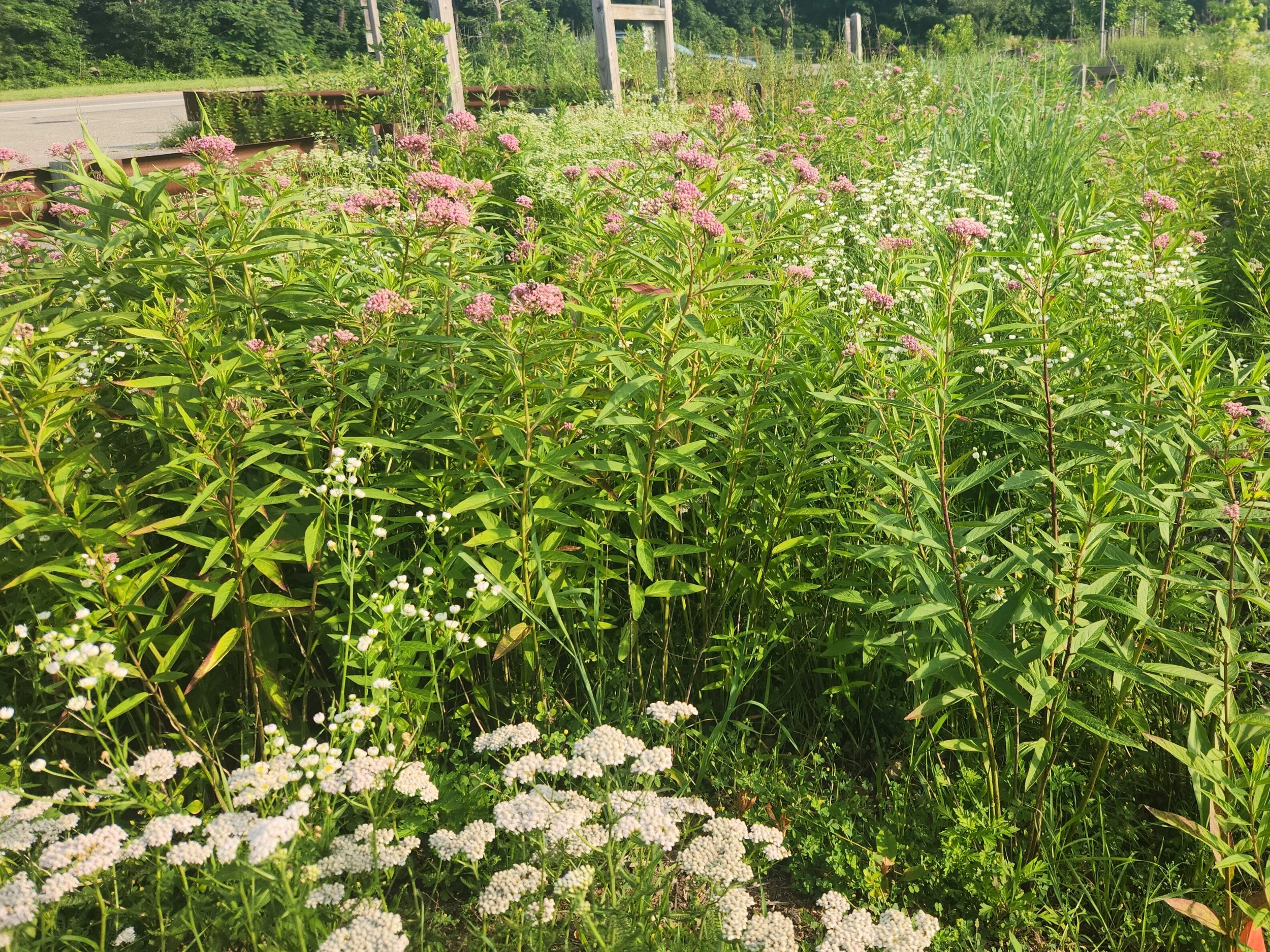 Blooming Asclepias incarnata (swamp milkweed) and Achillea millefolium (yarrow)