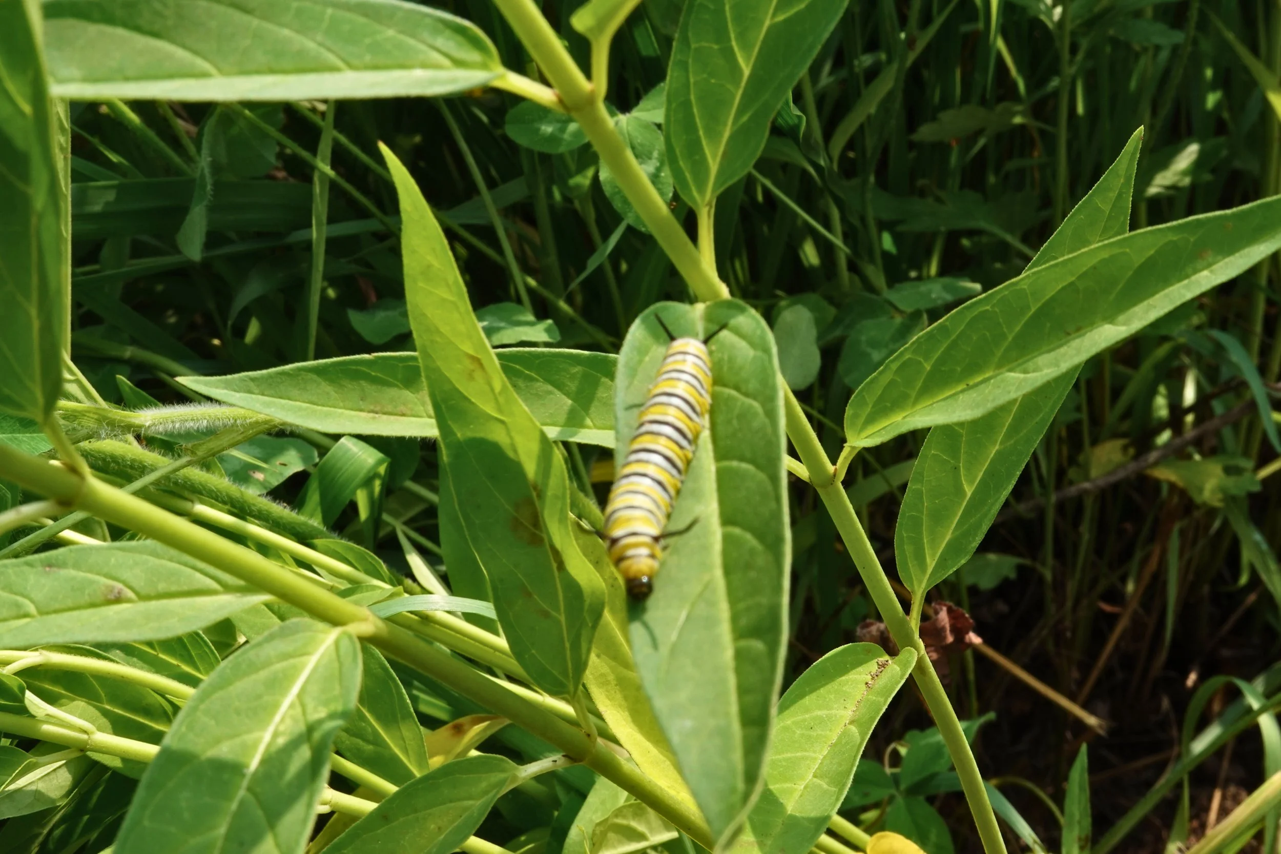 monarch caterpillar