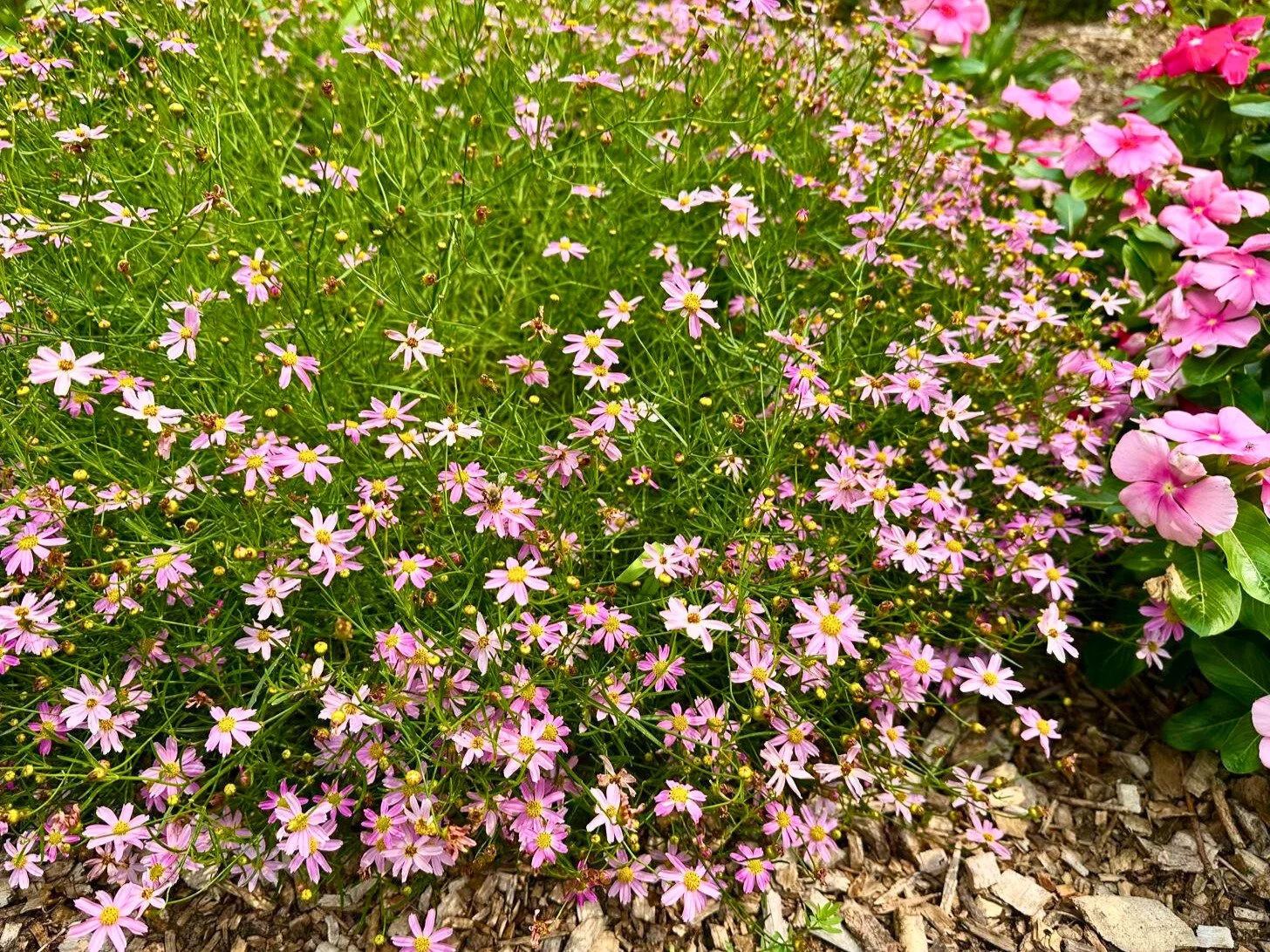 Blooming Coreopsis rosea (Pink tickseed)