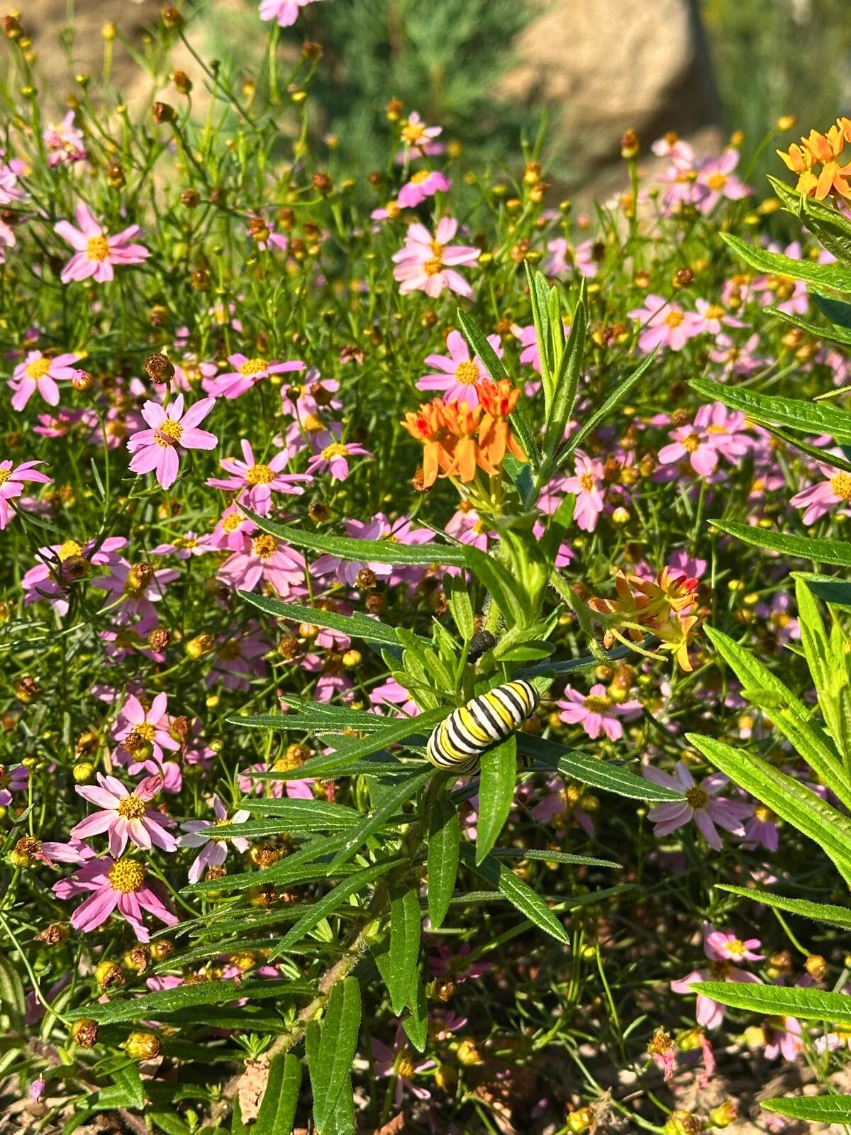 Monarch catepillar on Asclepias tuberosa (butterfly weed) and blooming Coreopsis rosea (pink tickseed)