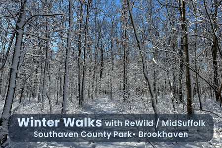 Winter Walk in Brookhaven at Southaven County Park