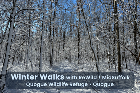 Winter Walk at Quogue Wildlife Refuge