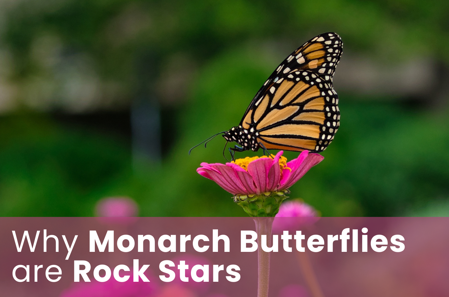 WEBINAR: Why Monarch Butterflies are Rock Stars with Ellen Federico
