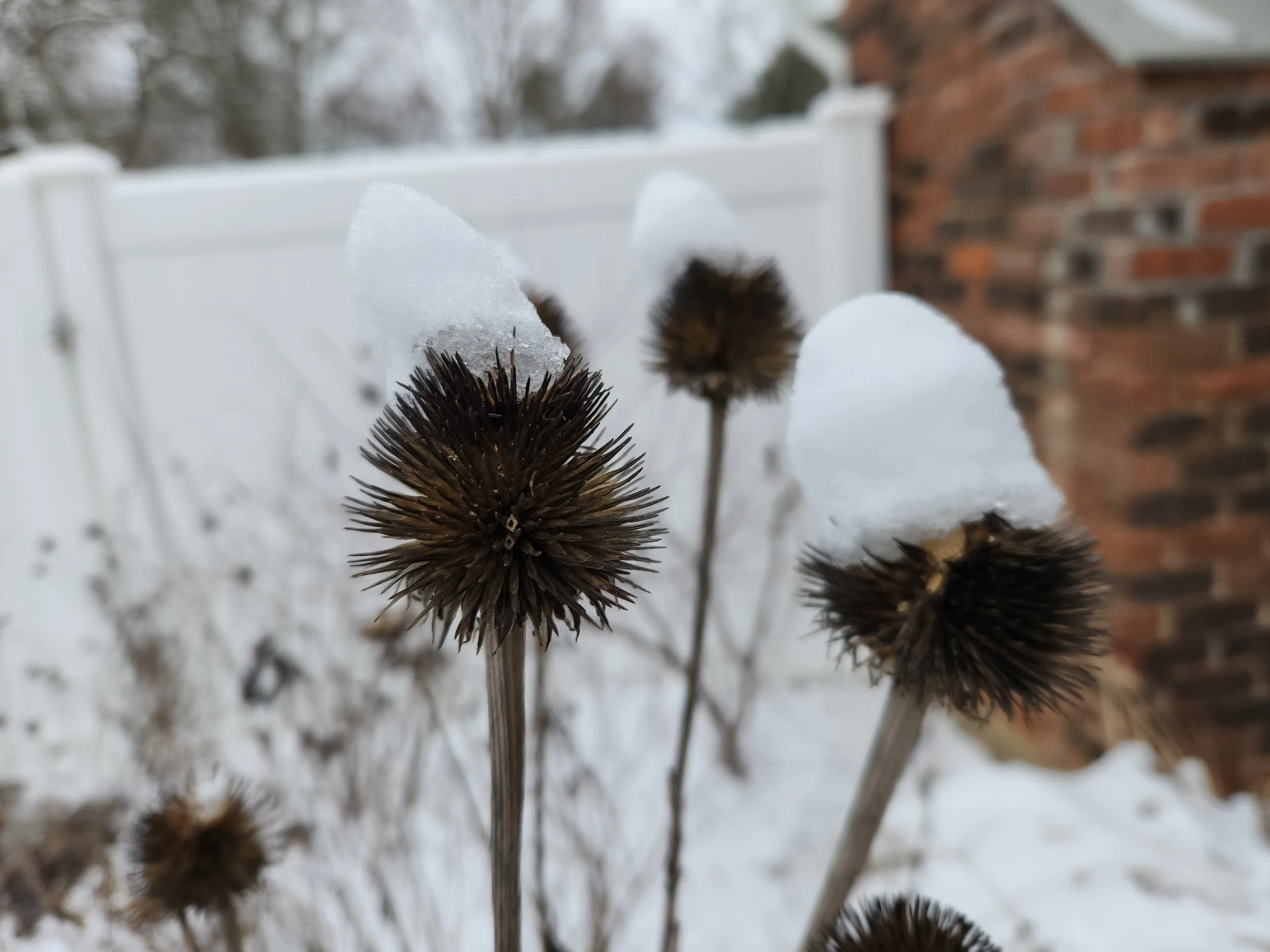 JANUARY 2026: Monthly CROWN Calendar