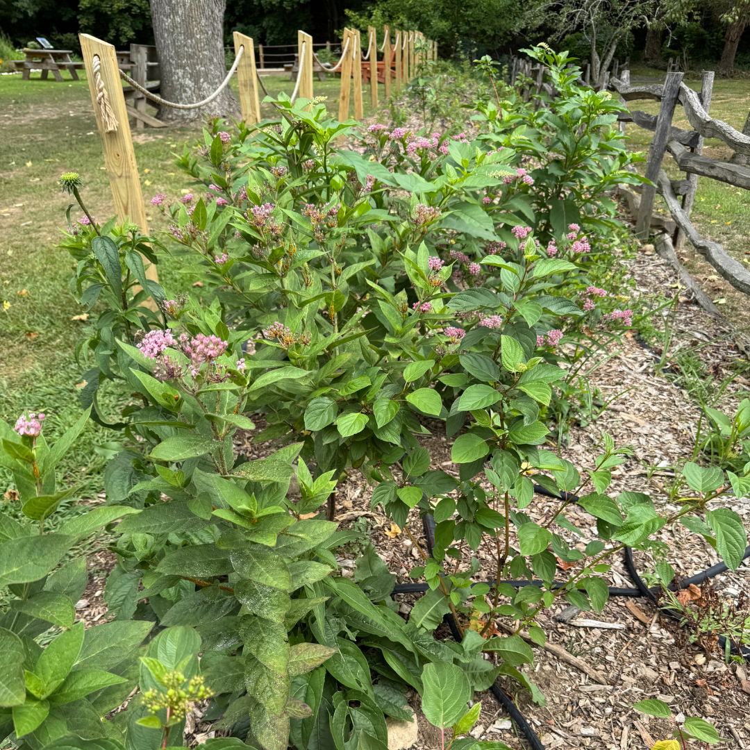 Shrub Border photo.png