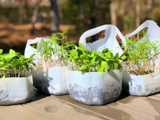 Butterfly Treats: How to Start Native Seeds