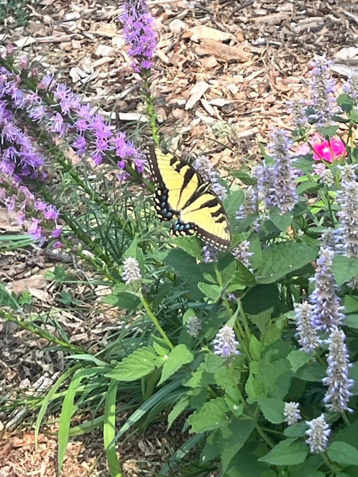  Our garden shows that so long as you grow the right plants, the pollinators will come. 