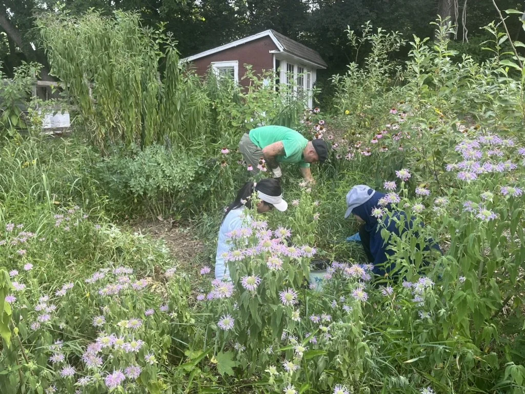 Native Plant Gardening at Dodge, Port Washington