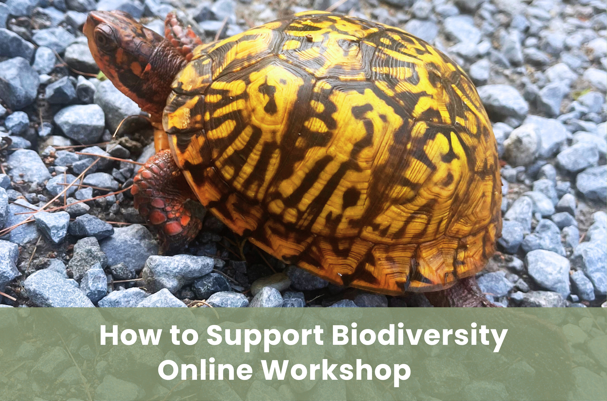 WORKSHOP: Garden Chat: How you can Support Biodiversity