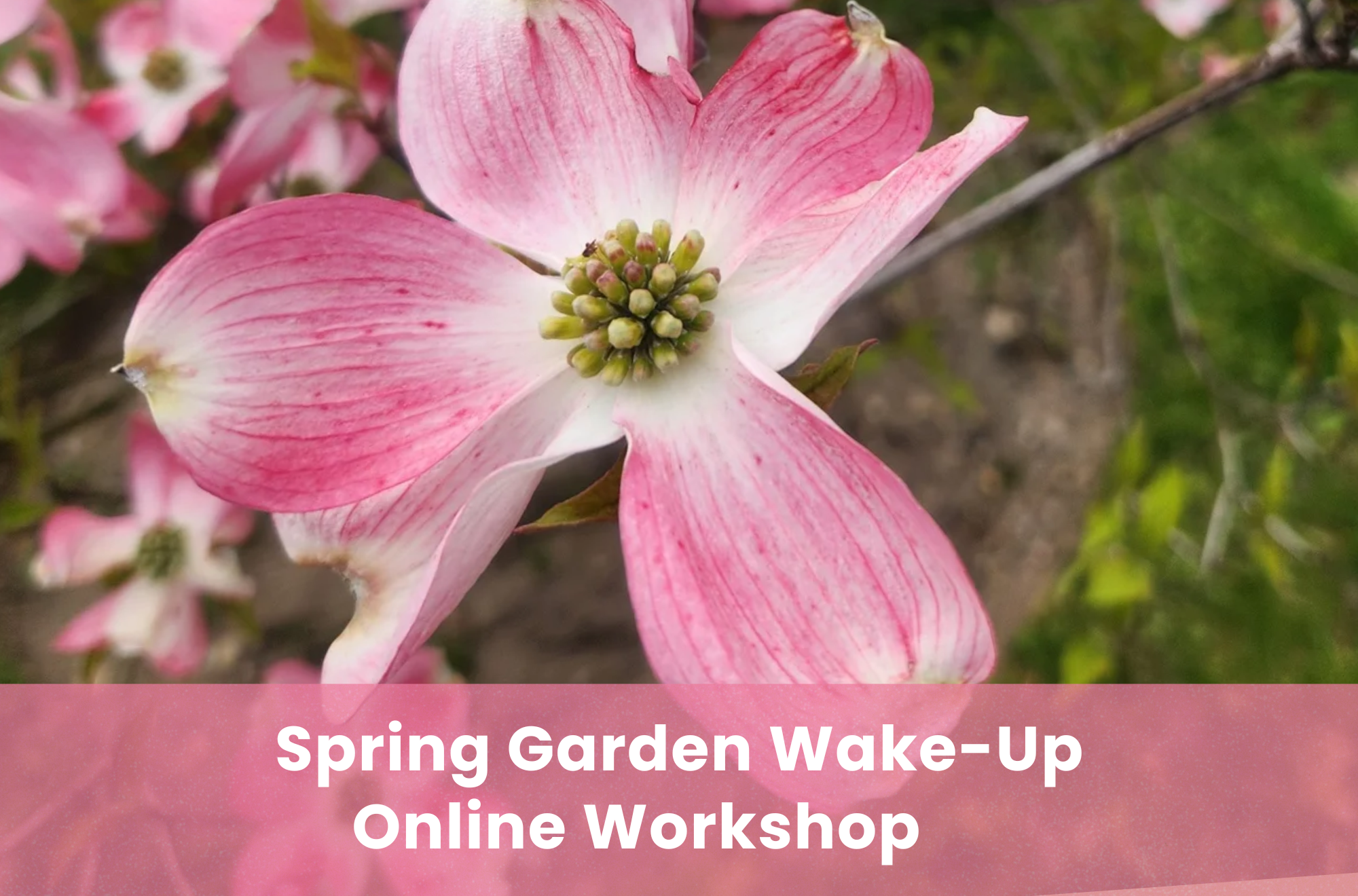 WORKSHOP: Spring Garden Chat: What to do When the Garden Wakes Up