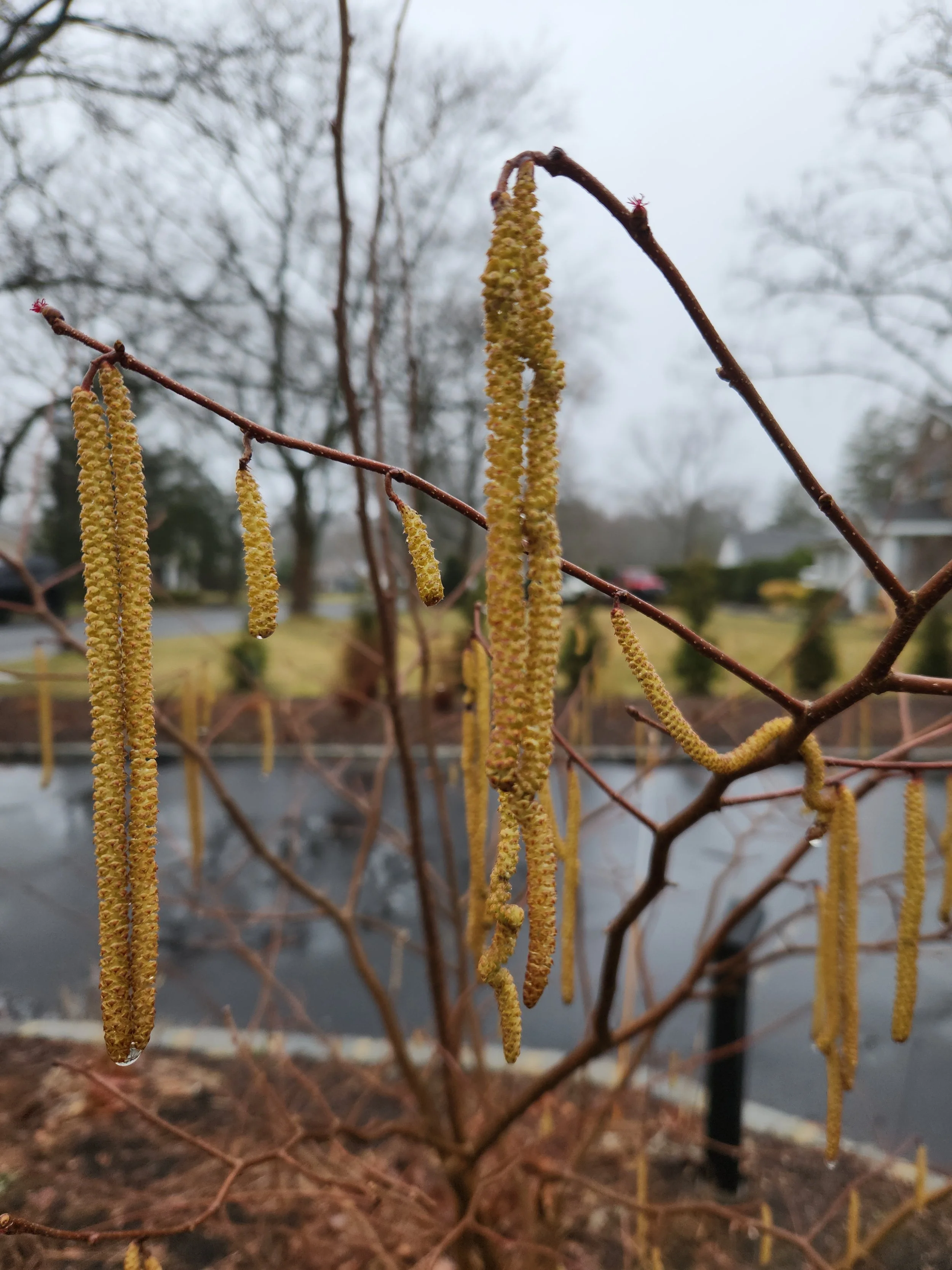 MARCH 2026: Monthly CROWN Calendar