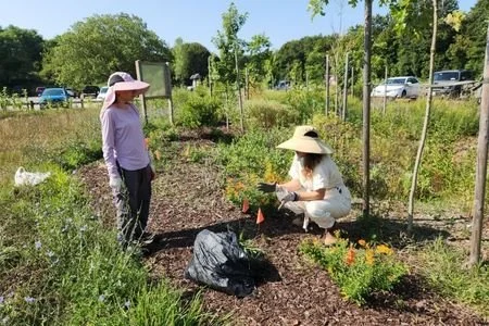 Edgewood Preserve Native Garden Maintenance, Deer Park