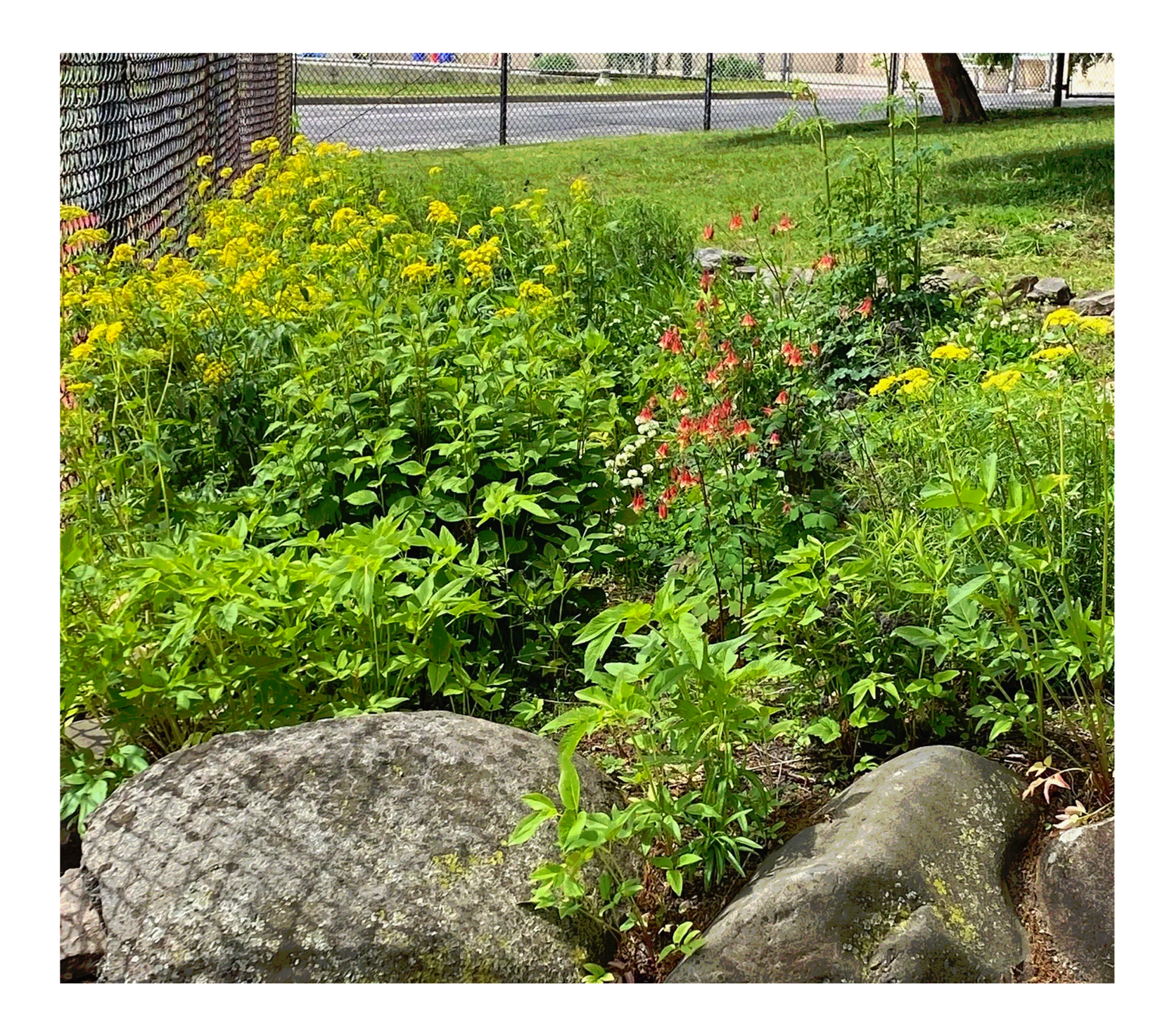 Hendrickson Park Native Plant Gardening 