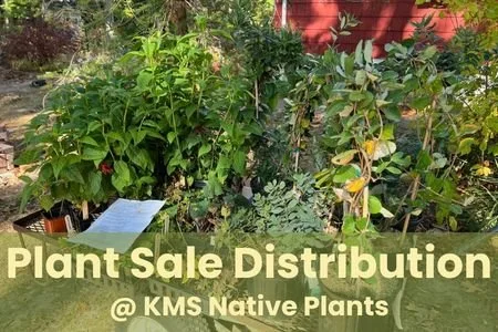 Mid-Suffolk Plant Sale Distribution