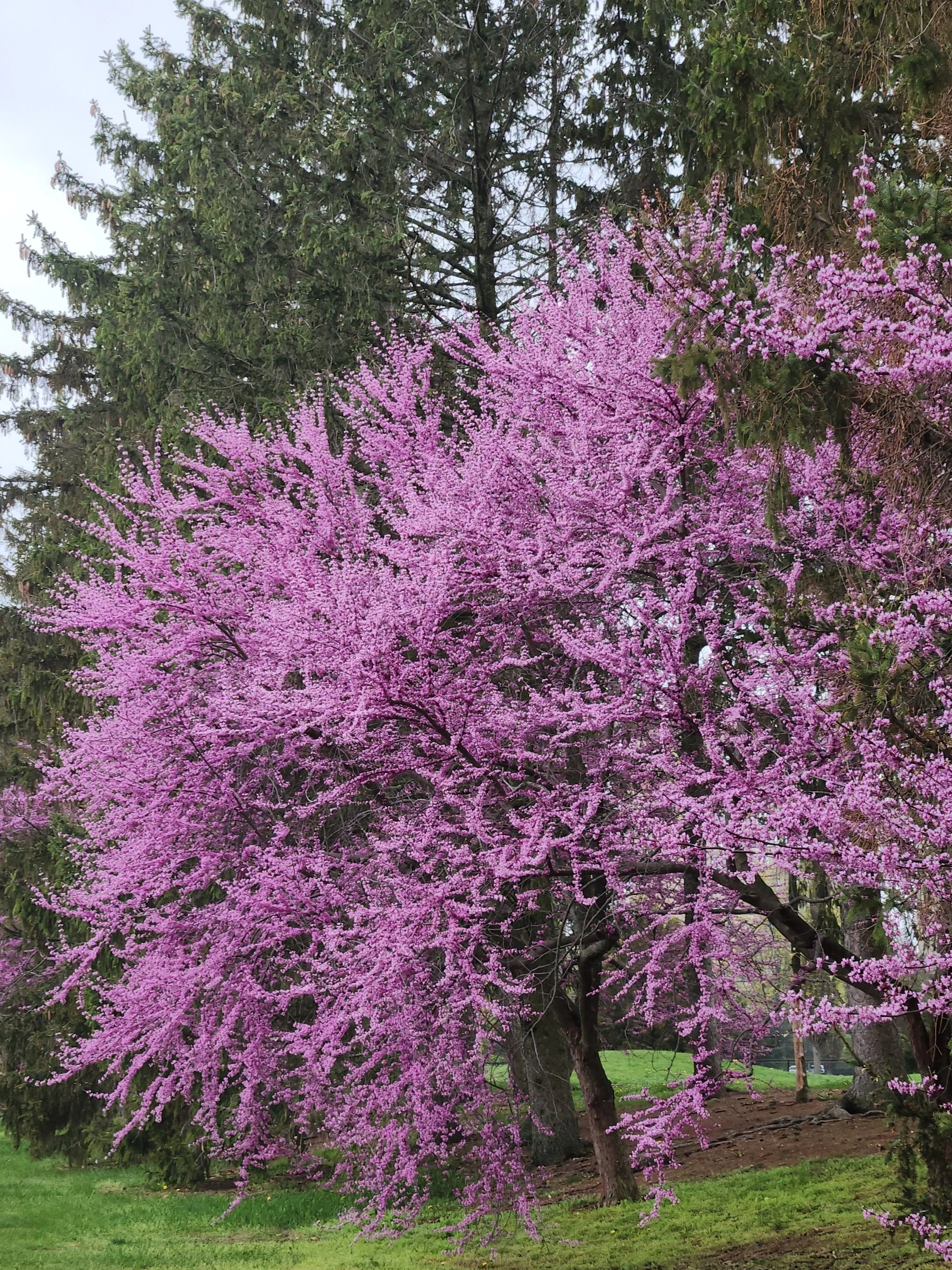 APRIL 2026: Monthly CROWN Calendar