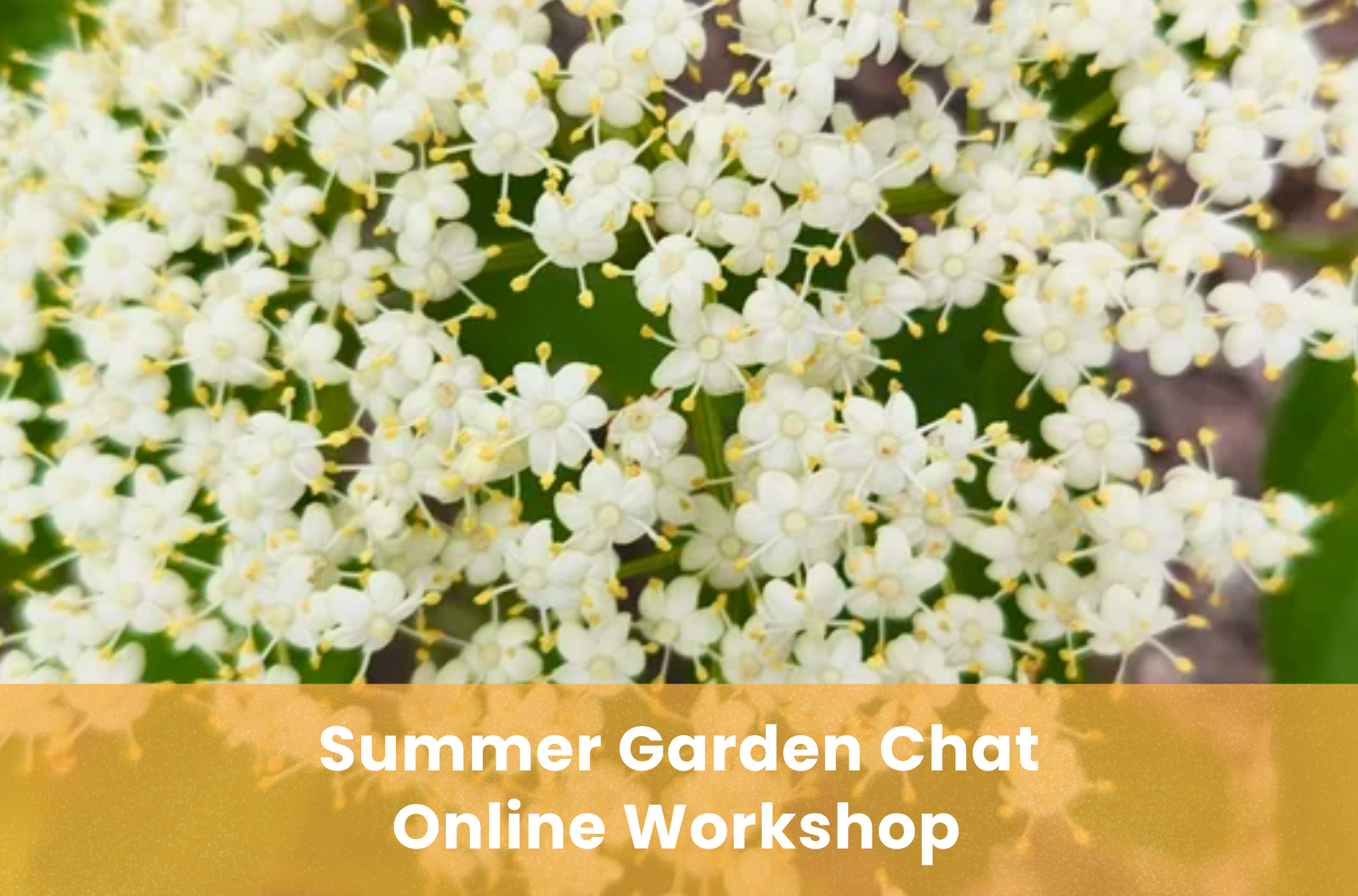 SPEAKERS AND GARDENERS: Summer Garden Chat: What Does Your Garden Need Now?
