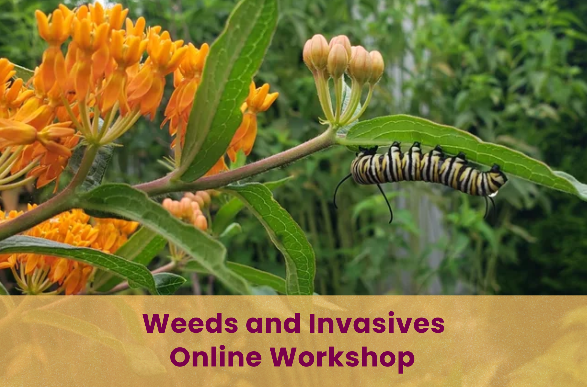 SPEAKERS AND GARDENERS: How to Identify Invasives and Common Invasives to Look For