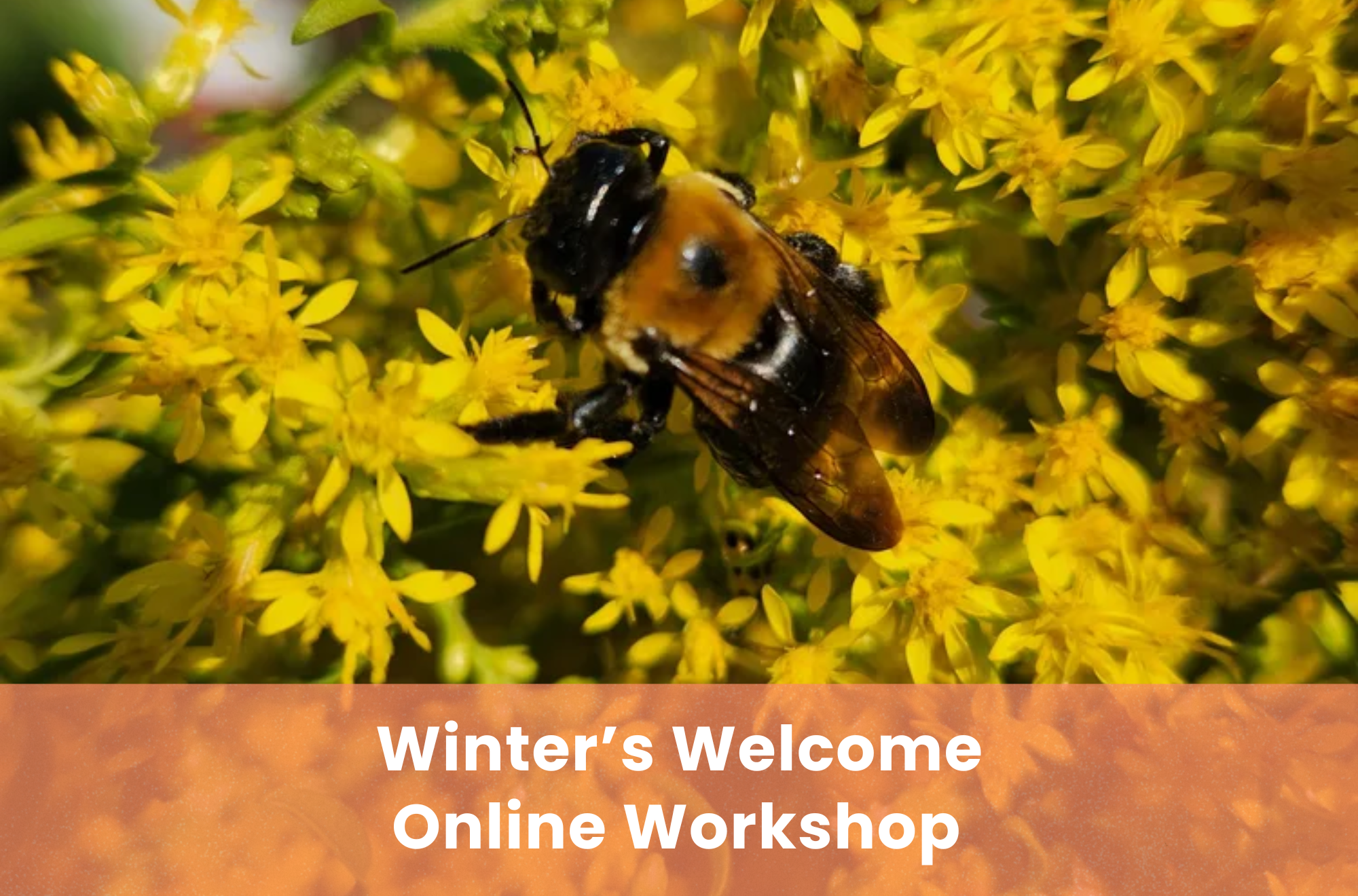 SPEAKERS AND GARDENERS: Winter's Welcome: Creating a Cozy Winter Habitat