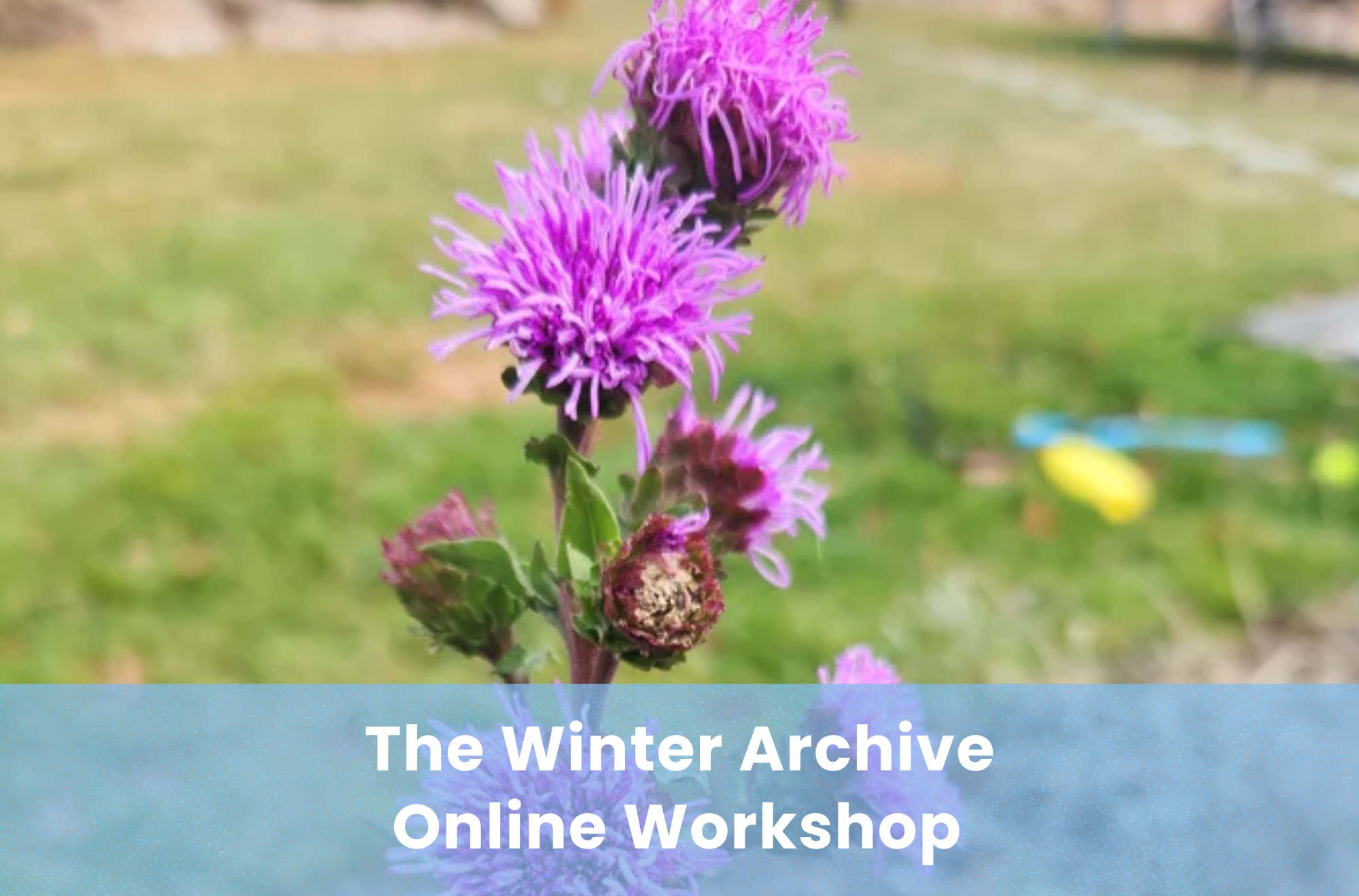 SPEAKERS AND GARDENERS: Winter Archive: Look Back &amp; Planning the Year Ahead!