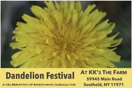 Dandelion Festival at KK’s The Farm, Southold