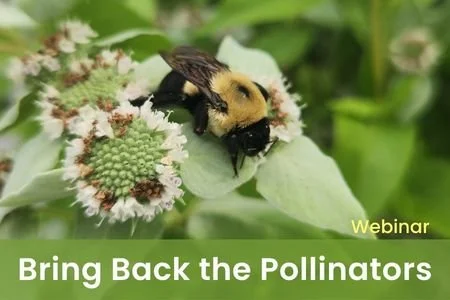   Webinar: Xerces Society: Bring Back the Pollinators