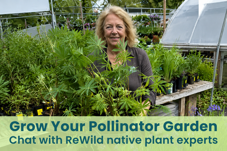 Grow a Pollinator Garden: Ask the ReWild Native Plant Experts How
