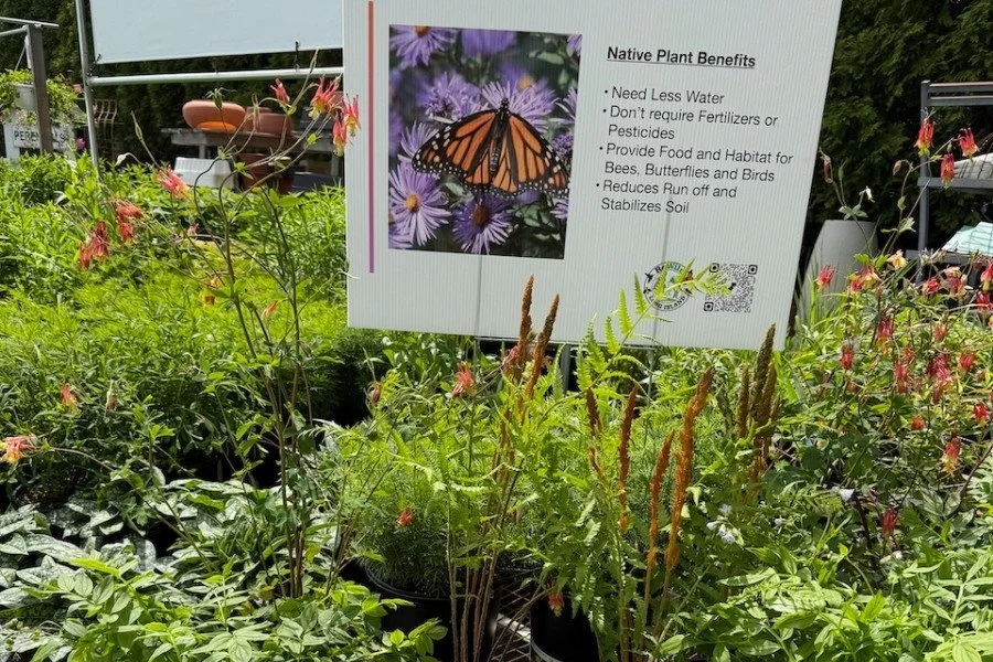 Grow Your Pollinator Garden: Chat with the ReWild Native Plant Experts
