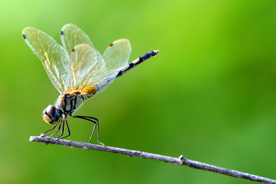 Free Talk - Your Insect Neighbors: Pollinators and Native Insects of Long Island