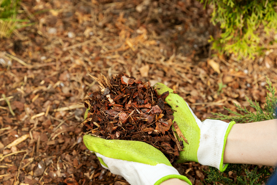 Save Our Soil: Cultivating Resilience from the Ground Up