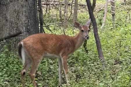 Library Talk: Managing Pesky Wildlife at MCPL in Centereach