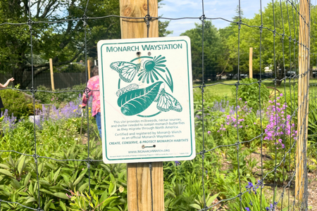 Monarch Waystation Garden Tour &amp; Talk, Southold