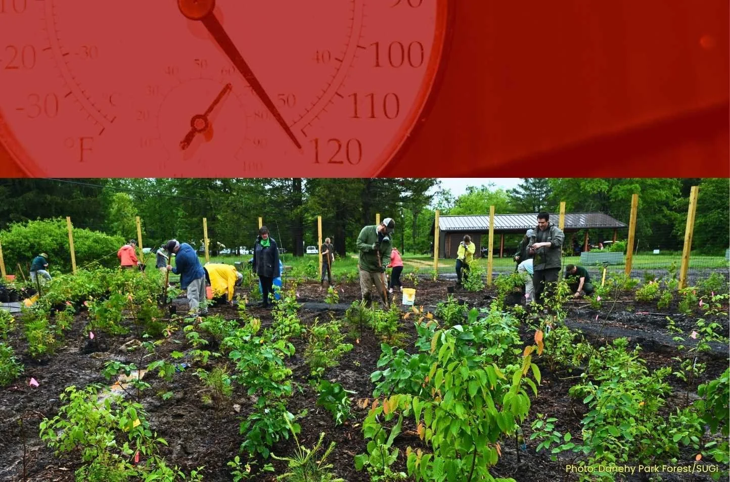Grow a Tiny Forest in Your Yard -- and Cool Off: Webinar