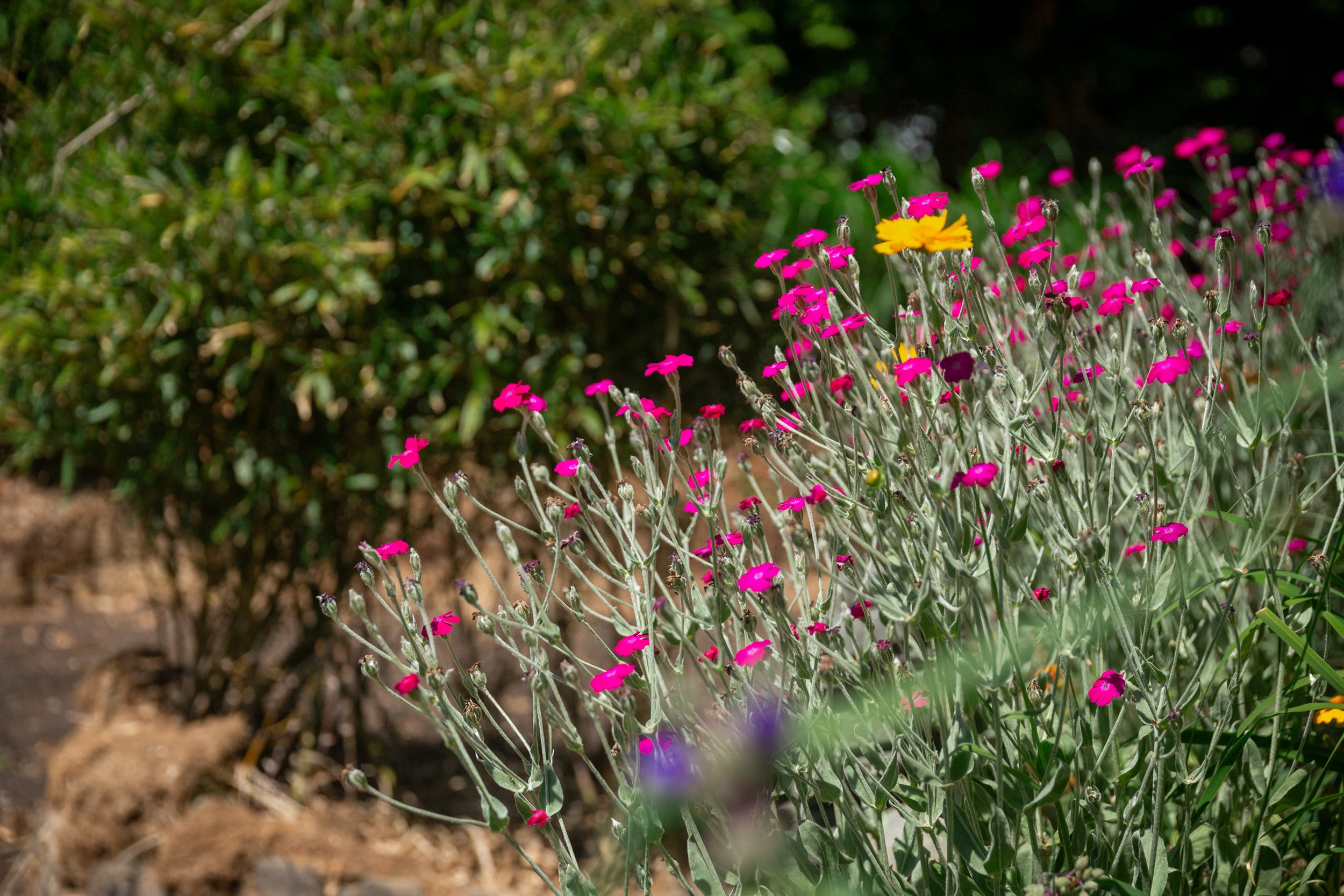 062026_Garden-047 (1).jpg