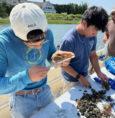 Measuring and sorting oysters at the EH Shellfish Hatchery