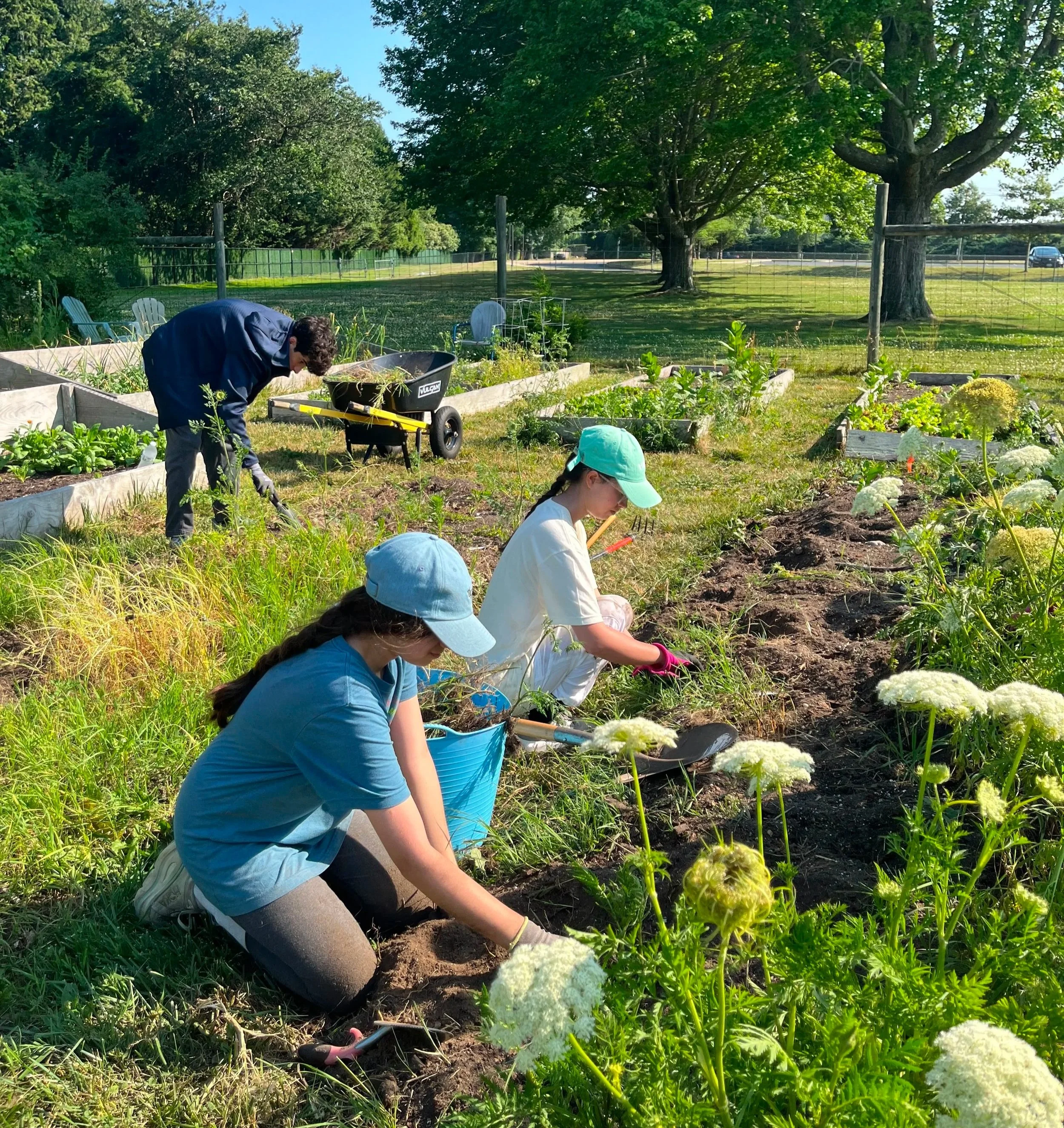 Planting basil at the EHHS garden