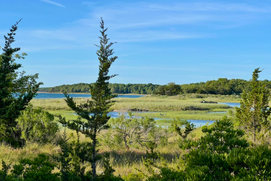 Mindful Marsh Walk: Slow Down and Tune In
